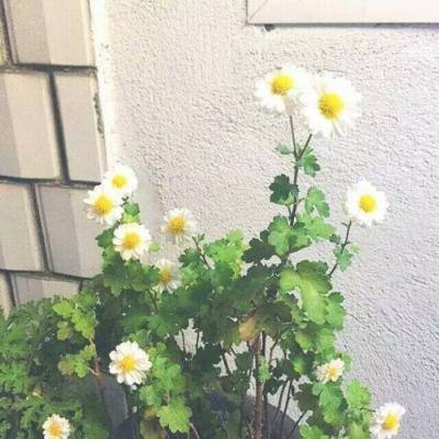 梦幻神谕sf变态版下载